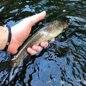 Meet your Posher, Graham